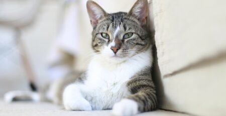 The Complete Guide to Buying CBD for Cats
