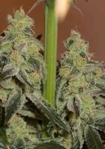 amnesia cbd 2