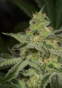 amnesia cbd
