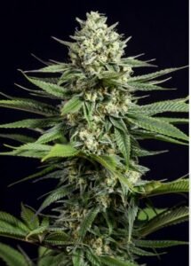 og kush cbd 1